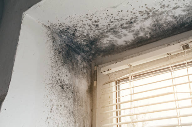 Affordable Basement Mold Removal solutions in Saluda, VA