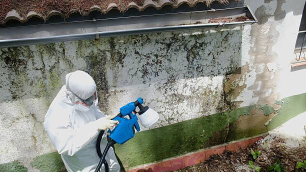 Top rated local Basement Mold Removal specialists in Saluda, VA